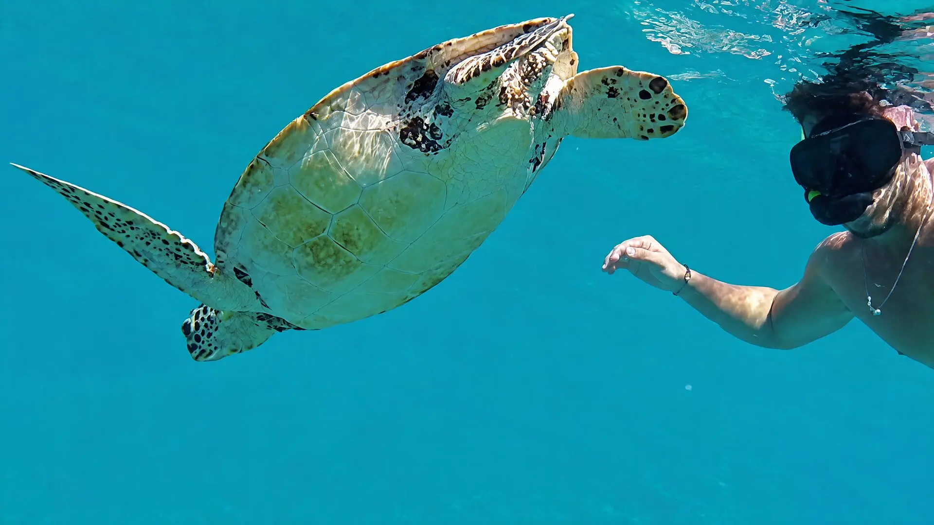 Una nadadora con máscara y snorkel junto a una tortuga marina